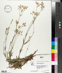 Silene vulgaris image