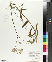 Silene vulgaris image