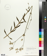 Silene vulgaris image