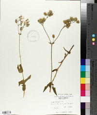 Silene vulgaris image