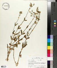 Silene vulgaris image