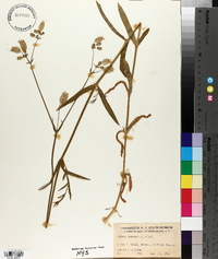 Silene vulgaris image