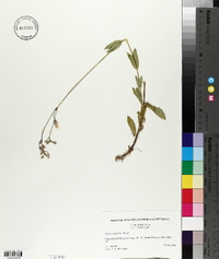 Silene vulgaris image