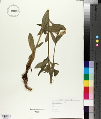 Silene vulgaris image