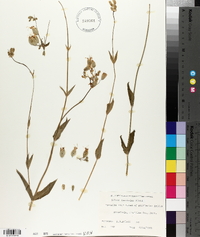 Silene vulgaris image