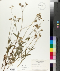 Silene vulgaris image