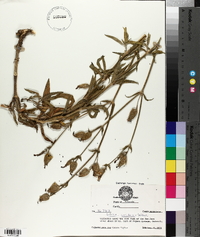 Silene vulgaris image