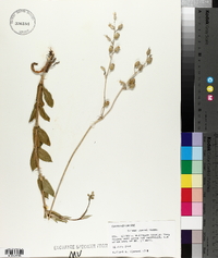 Silene csereii image