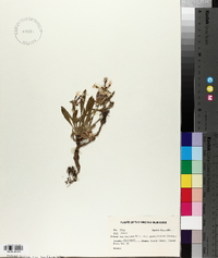 Silene caroliniana image