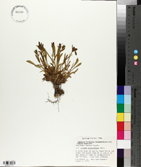 Silene caroliniana image