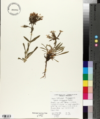 Silene caroliniana image