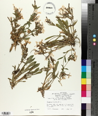 Silene caroliniana image