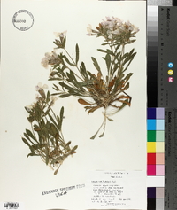 Silene caroliniana image