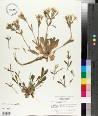 Silene caroliniana image