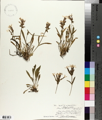 Silene caroliniana image