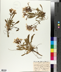 Silene caroliniana image