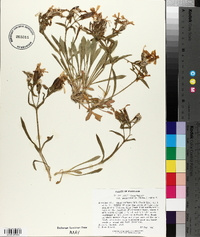 Silene caroliniana subsp. pensylvanica image