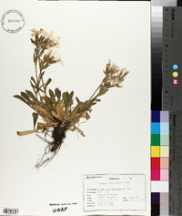 Silene caroliniana image