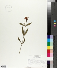 Silene laciniata image