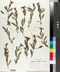 Silene laciniata subsp. californica image