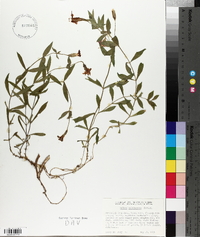 Silene laciniata subsp. californica image