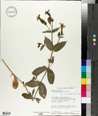 Silene laciniata subsp. californica image