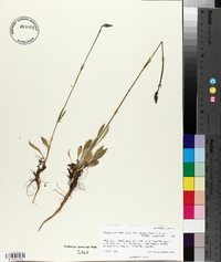 Silene scouleri subsp. hallii image