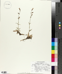 Silene scouleri subsp. pringlei image