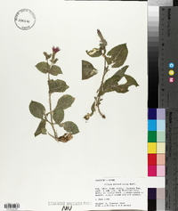 Silene rotundifolia image