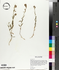 Silene repens image