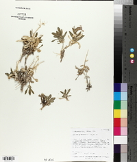 Silene petersonii image