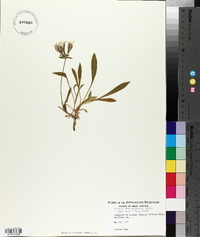 Silene caroliniana image