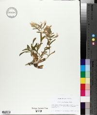 Silene caroliniana subsp. pensylvanica image