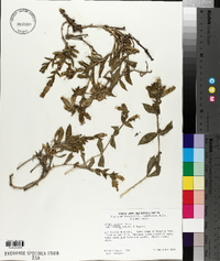 Silene parishii image