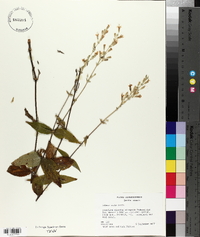 Silene ovata image