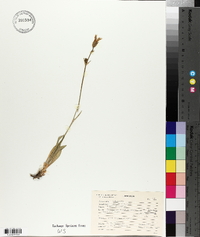 Silene muscipula image