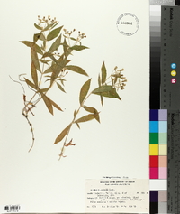 Silene menziesii image