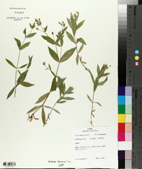 Silene menziesii image