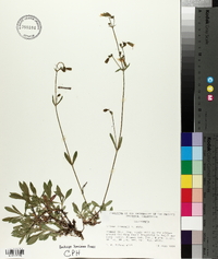 Silene lemmonii image