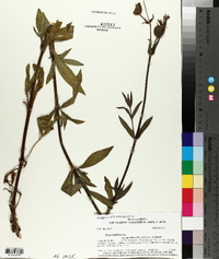 Silene latifolia image