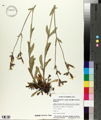 Silene latifolia image