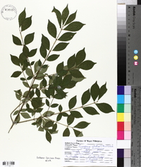 Euonymus alatus image