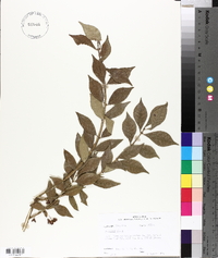 Euonymus alatus image