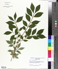 Euonymus alatus image