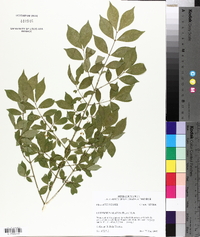 Euonymus alatus image