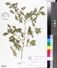 Euonymus alatus image