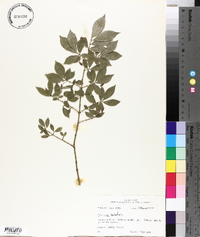 Euonymus alatus image