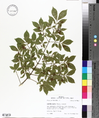 Euonymus alatus image