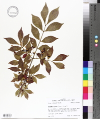 Euonymus alatus image