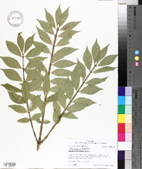 Euonymus alatus image